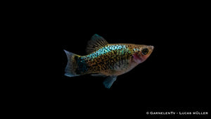 Platy Blau Spotted mit leuchtendem Blau-Ton