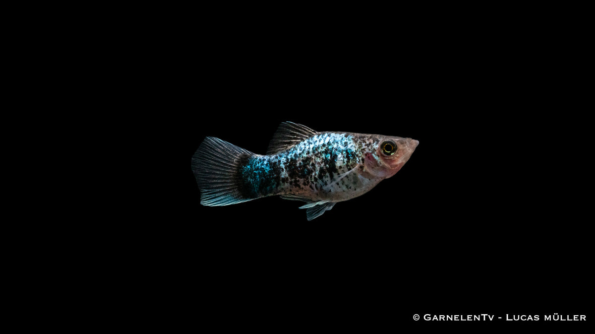 Xiphophorus maculatus Blau Spotted schwimmt im Becken