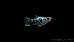 Xiphophorus maculatus Blau Spotted schwimmt im Becken