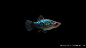 Platy Blau Spotted neben anderen Schwarmfischen