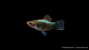 Futter für Platy Blau Spotted – Flocken, Frost und Lebendfutter