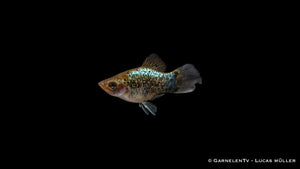 Platy Blau Spotted – ideale Wasserwerte für Haltung