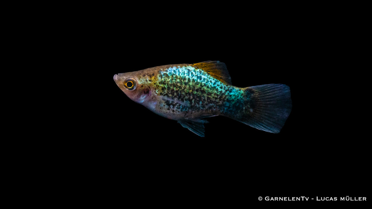 Platy Blau Spotted unter tropischen Bedingungen