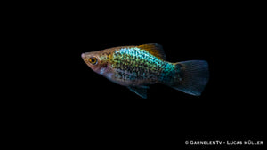 Platy Blau Spotted unter tropischen Bedingungen