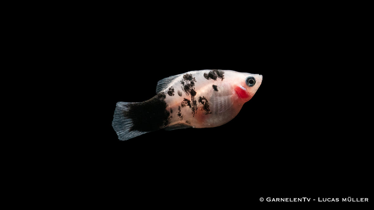 Dalmatiner Platy – einzigartiges Fleckenmuster