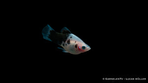 Xiphophorus maculatus – Platy Dalmatiner in voller Pracht