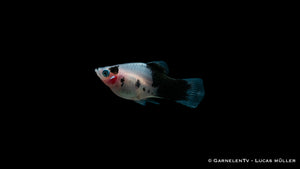 Dalmatiner Platy mit markanten schwarzen Flecken