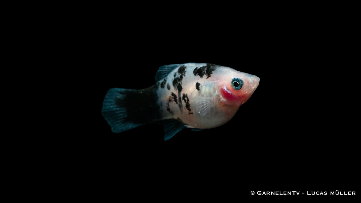 Platy Dalmatiner schwimmend in bepflanztem Aquarium