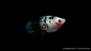 Platy Dalmatiner schwimmend in bepflanztem Aquarium