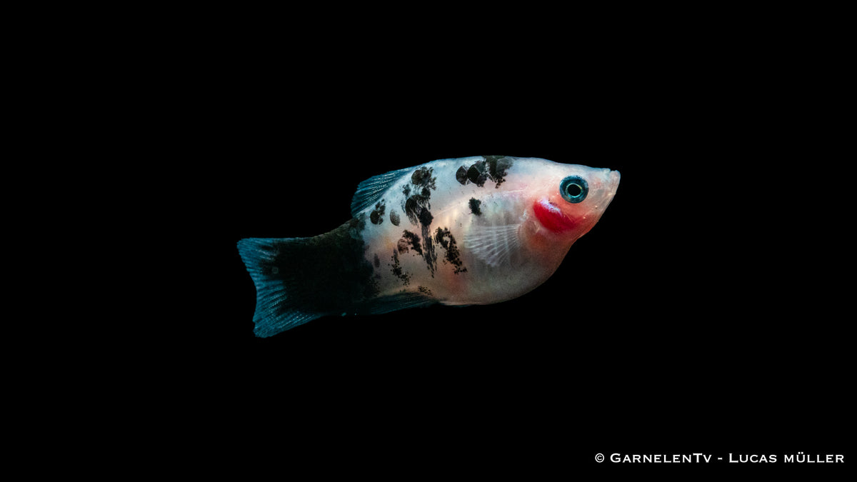 Nahaufnahme eines Platy Dalmatiner im Aquarium
