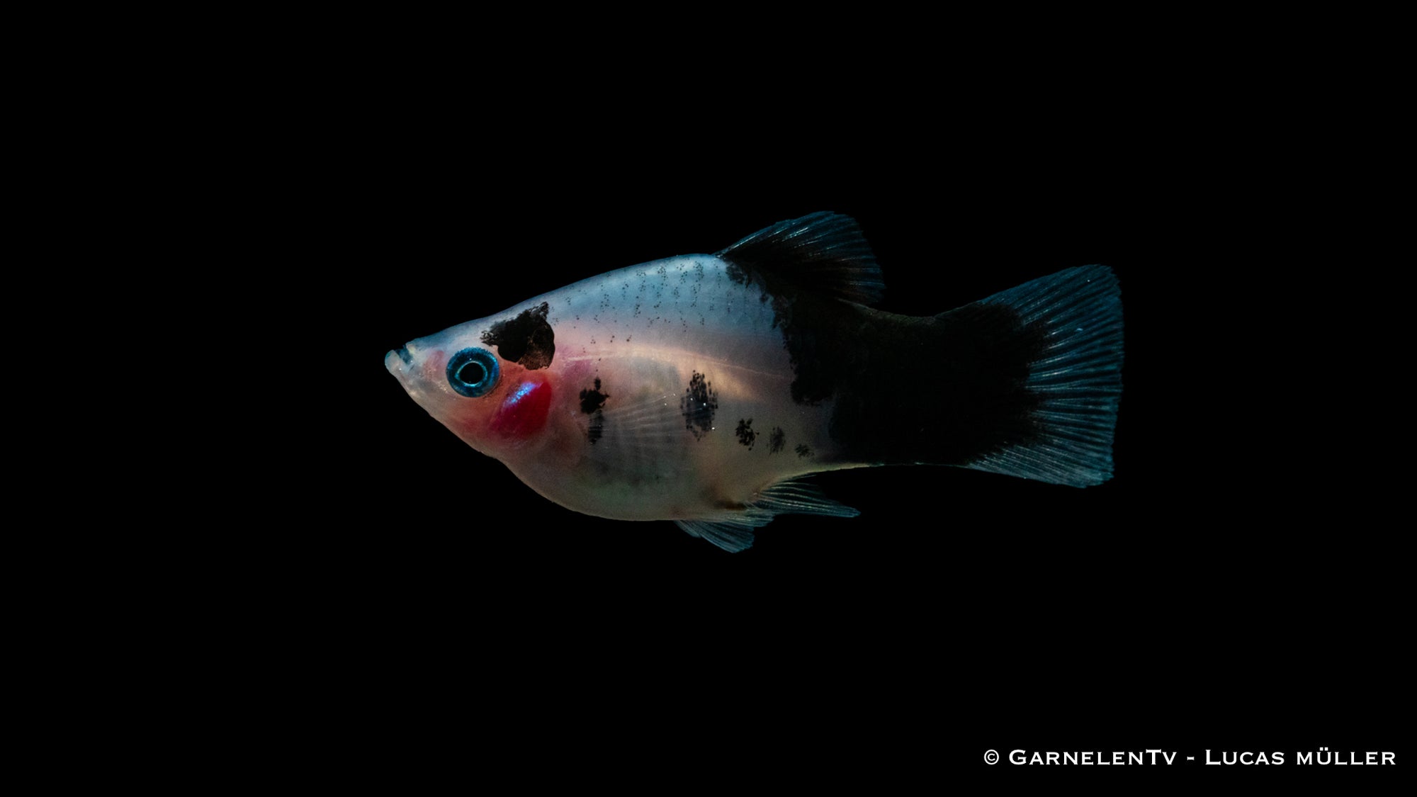 Platy Dalmatiner Xiphophorus maculatus im Aquarium