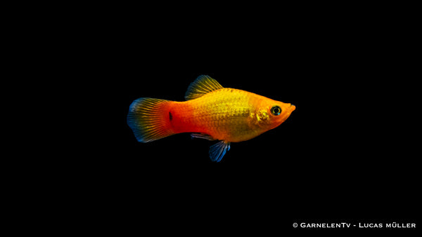 Platy Gold Glühlicht - Xiphophorus maculatus