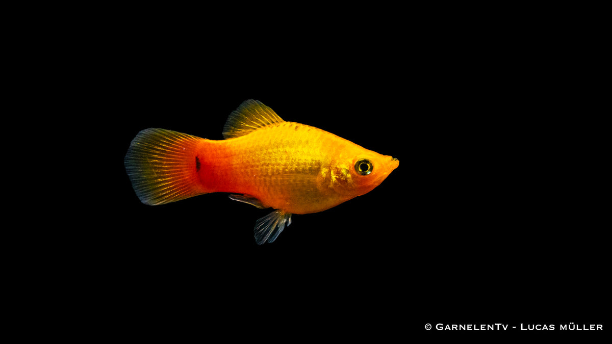 Platy Gold Glühlicht schwimmt in einem Schwarm