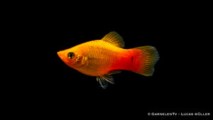 Platy Gold Glühlicht in einem Aquarienbecken