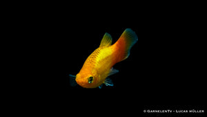 Futter für Platy Gold Glühlicht Fische