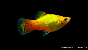 Xiphophorus maculatus Gold Glühlicht unter Wasser