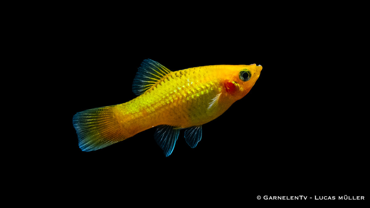 Platy Gold Glühlicht – Gesellschaftsfisch im Aquarium