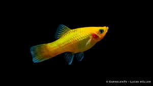 Platy Gold Glühlicht – Gesellschaftsfisch im Aquarium