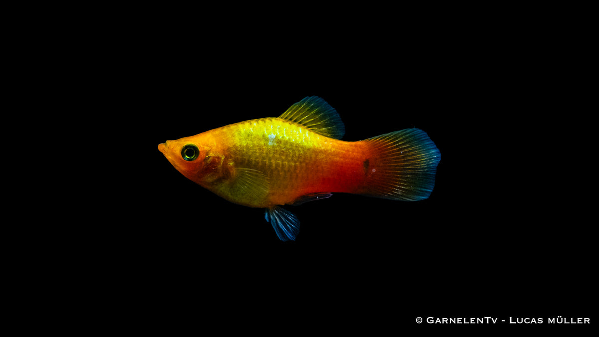 Platy Gold Glühlicht bei 22-26°C im Wasser