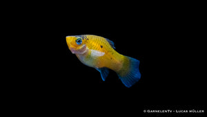 Platy Hummel bei 22-26°C Wassertemperatur