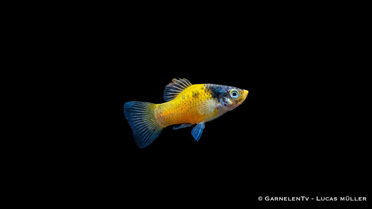 Platy Hummel in einem gut gepflegten Aquarium