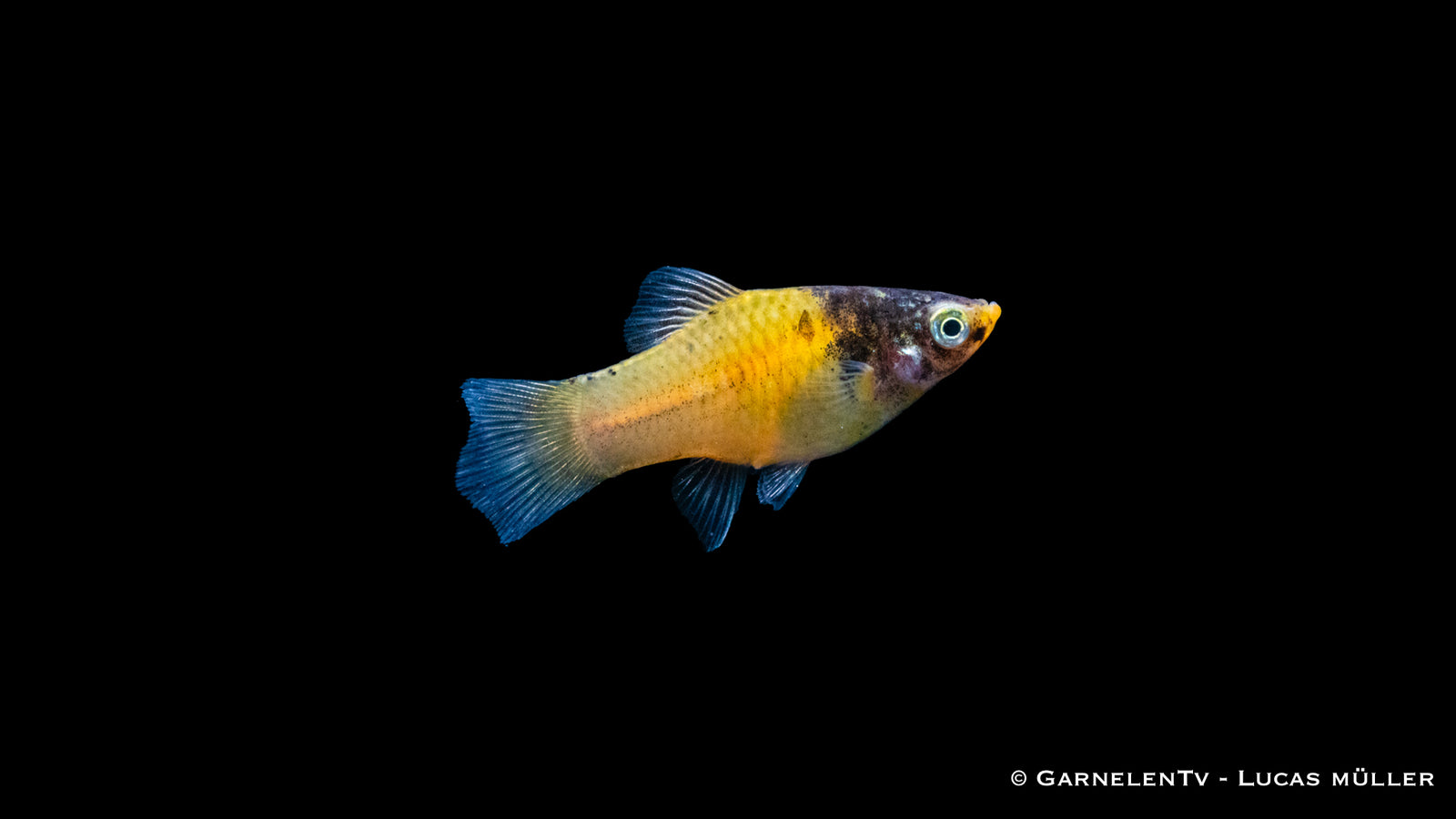 Platy Hummel – Xiphophorus maculatus im Aquarium