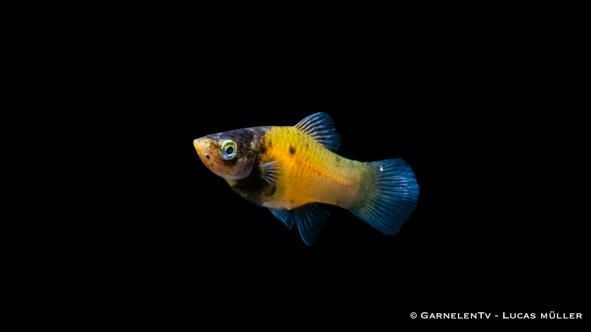 Platy Hummel im Schwarm mit anderen Fischen