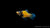 Platy Hummel – Xiphophorus maculatus im Aquarium