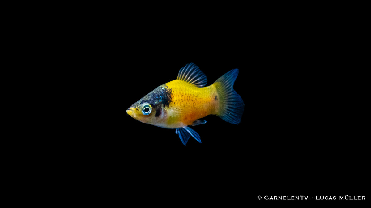 Xiphophorus maculatus Platy Hummel schwimmt mit anderen