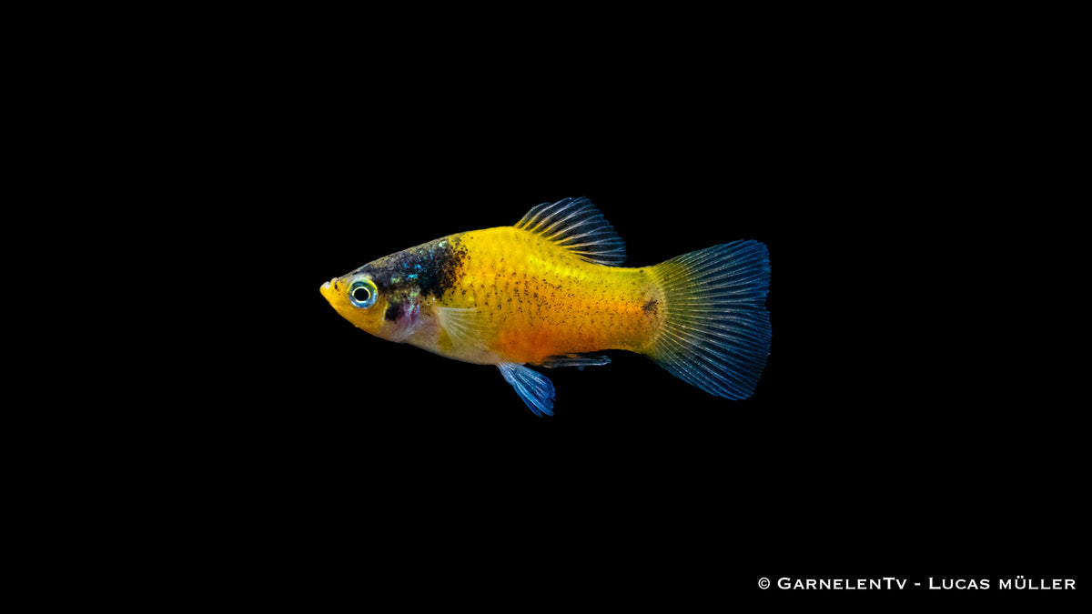 Friedlicher Platy Hummel Fisch in Gruppenhaltung