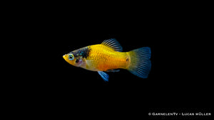 Friedlicher Platy Hummel Fisch in Gruppenhaltung