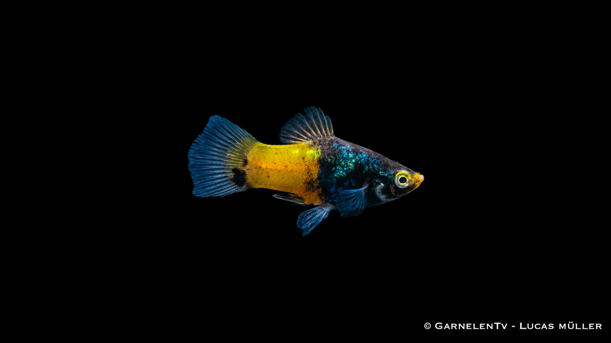 Xiphophorus maculatus Platy Hummel bei der Fütterung