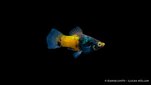 Xiphophorus maculatus Platy Hummel bei der Fütterung