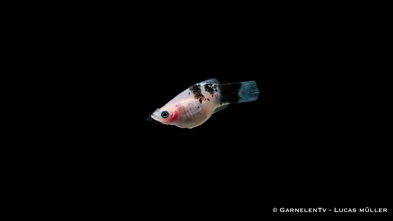 Platy Panda – Xiphophorus maculatus im Aquarium