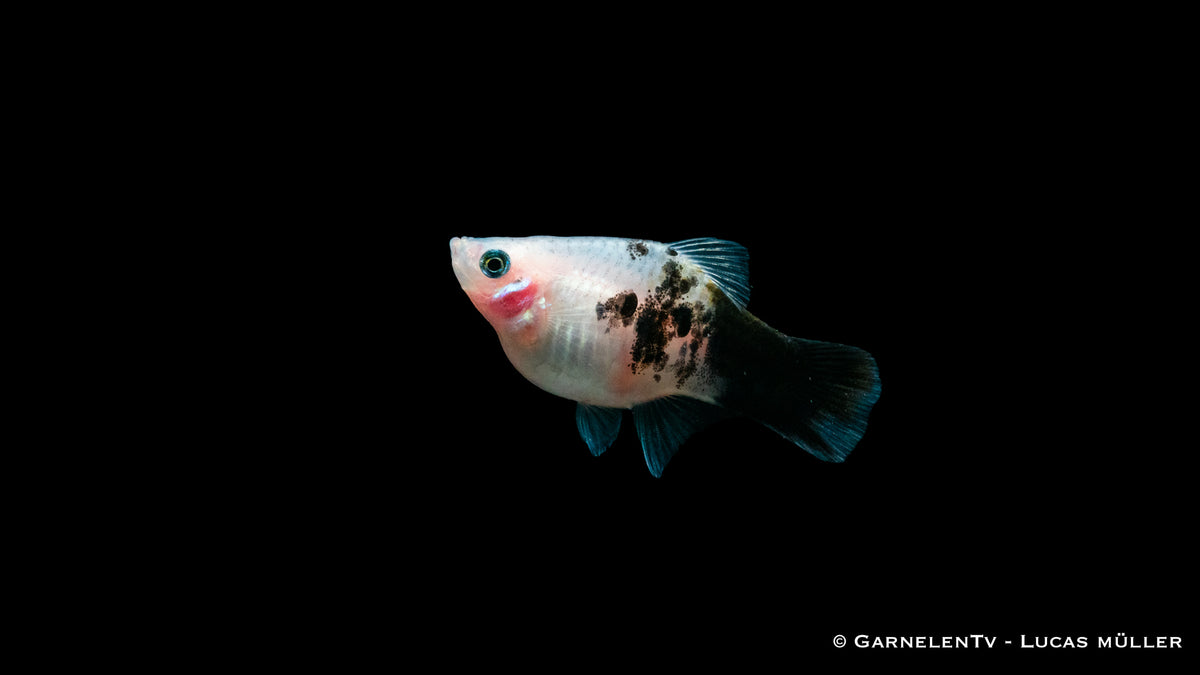 Schwarmfische Platy Panda Xiphophorus maculatus in Gruppen