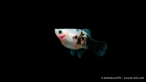 Schwarmfische Platy Panda Xiphophorus maculatus in Gruppen