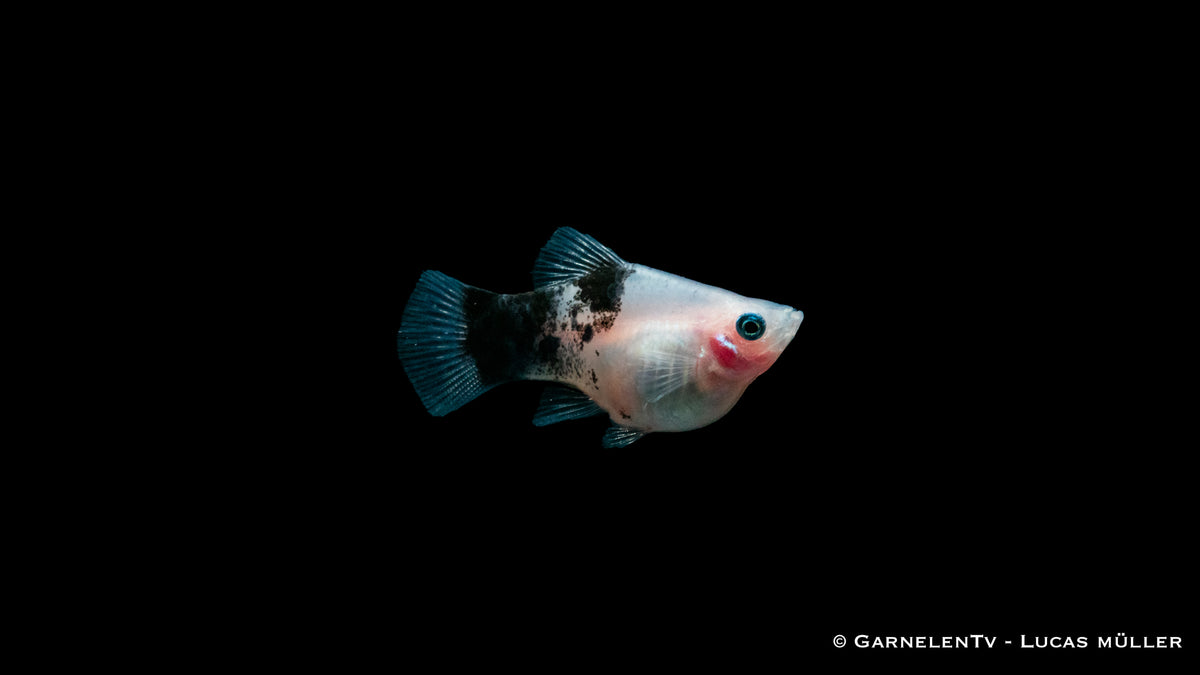 Platy Panda Xiphophorus maculatus friedlich mit anderen Fischen