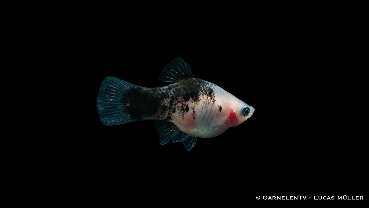 Platy Panda Xiphophorus maculatus bei Aquaristik-Haltung