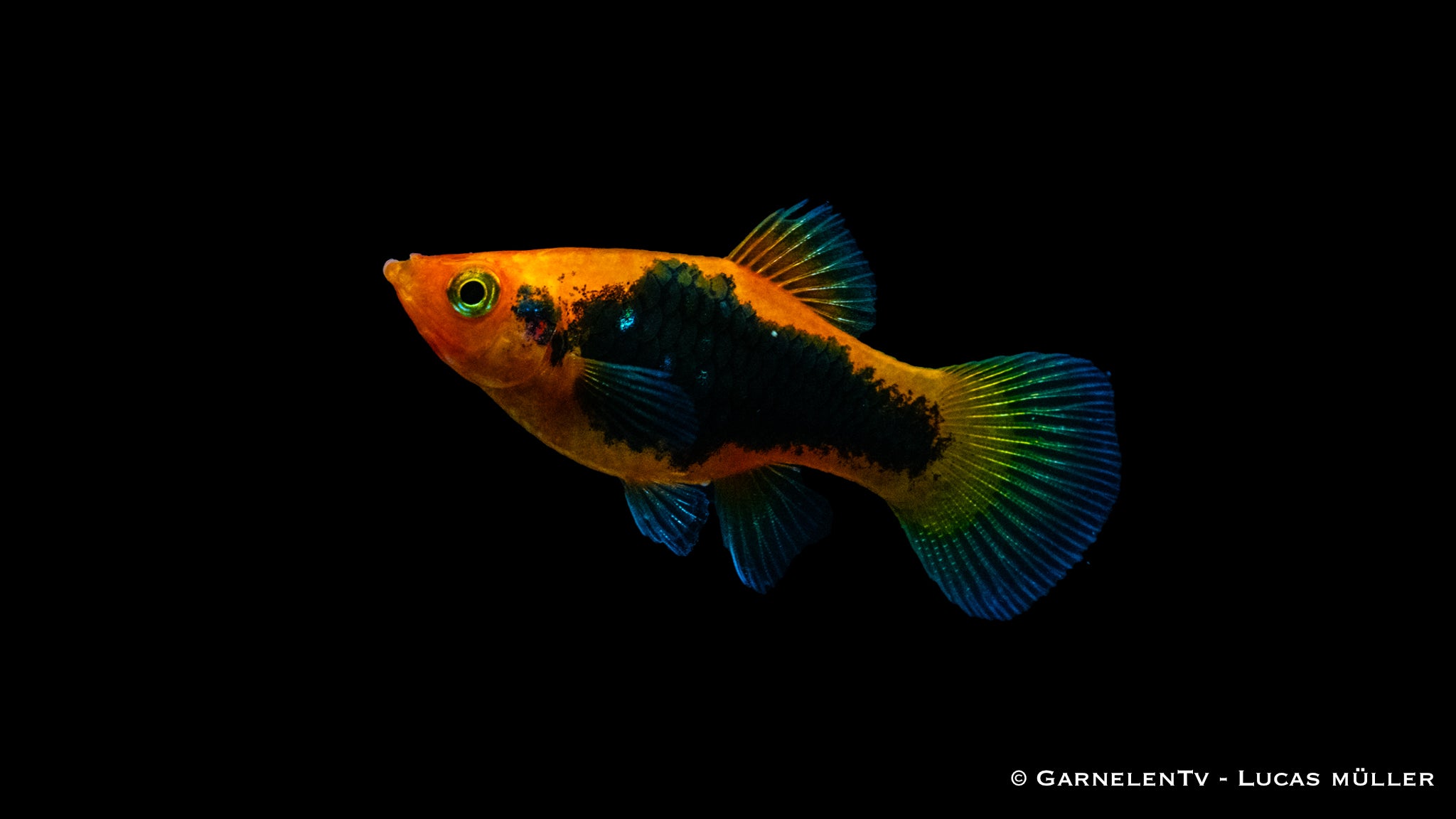 Platy Rot Tuxedo - Xiphophorus maculatus