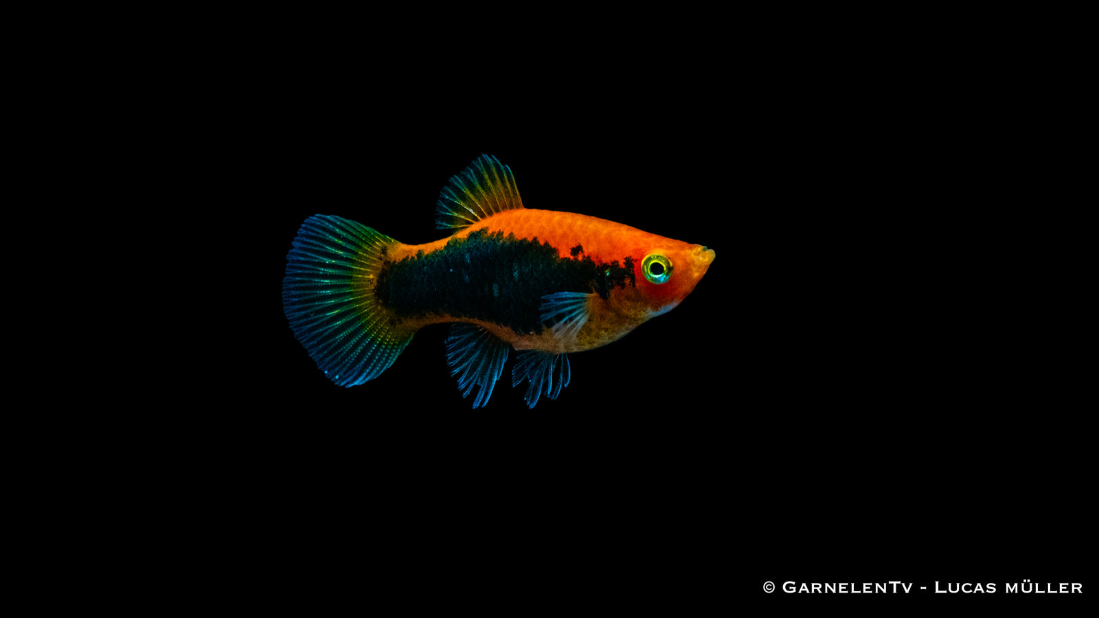 Schwertträger Rot Tuxedo (Xiphophorus helleri) im Aquarium
