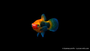 Platy Rot Tuxedo Xiphophorus maculatus in einem friedlichen Aquarium