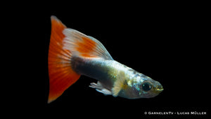 Poecilia Reticulata Santa Claus Guppy swimming in a freshwater tank
