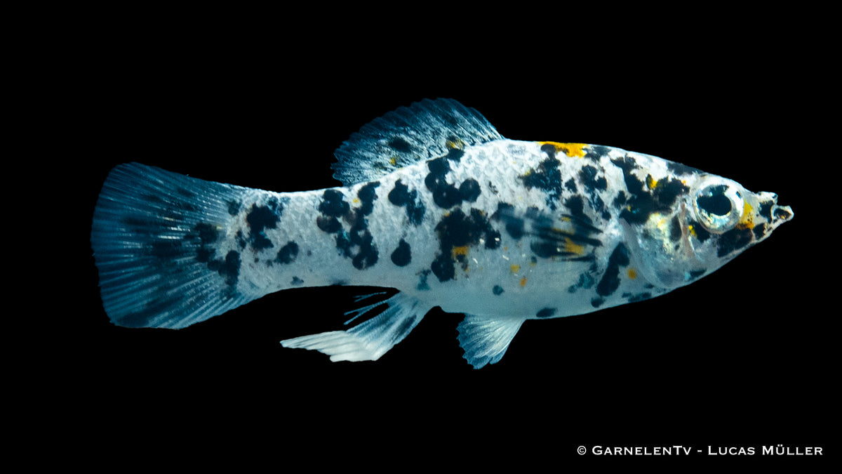 Poecilia latipinna &quot;Dalmatiner&quot; swimming near plants