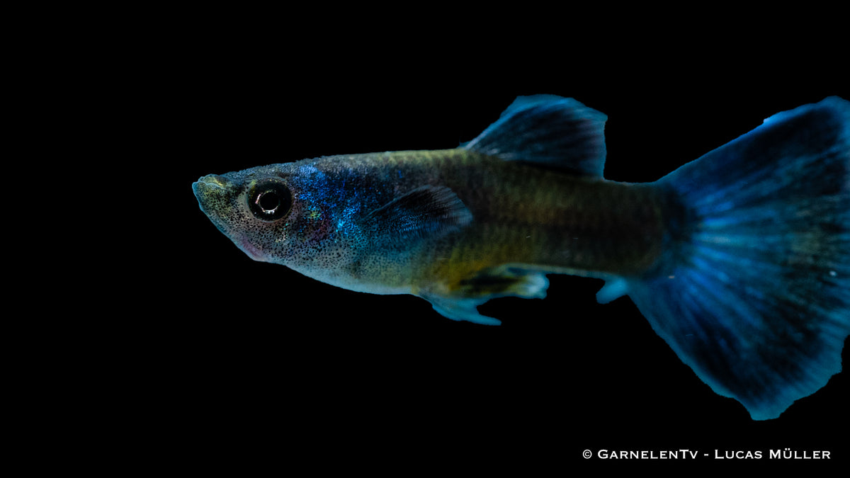 Poecilia reticulata Blue Moskau with vibrant blue fins