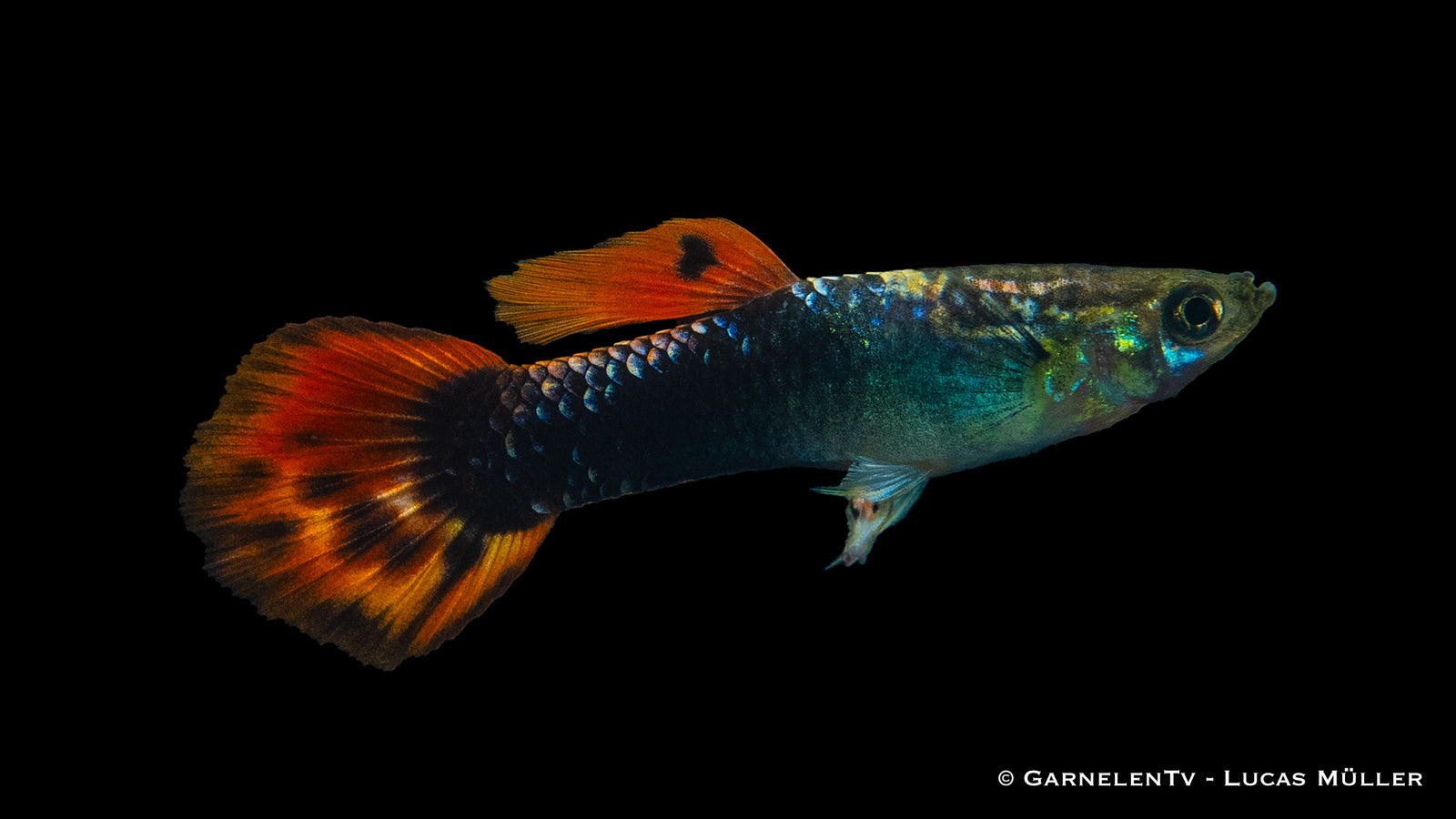 Guppy Männlich Dragon Tuxedo