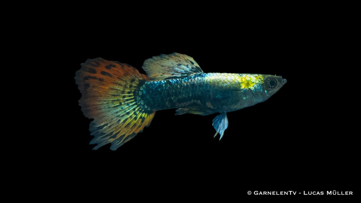 Poecilia reticulata Dumbo Ear male with vibrant fins
