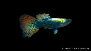 Poecilia reticulata Dumbo Ear male with vibrant fins
