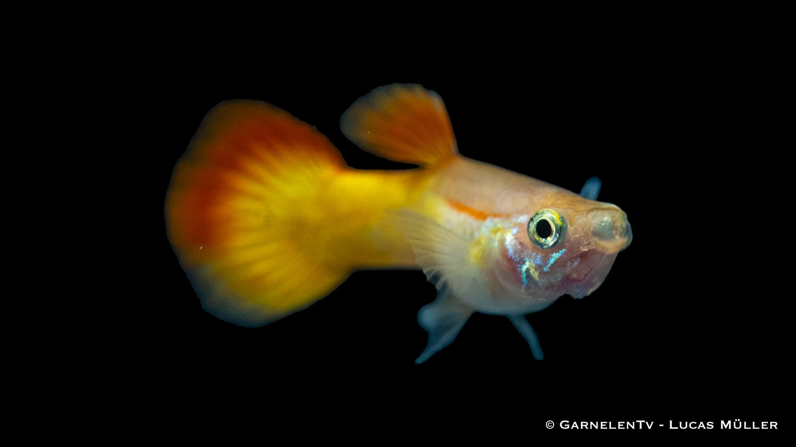 Guppy Männchen Flame swimming in a freshwater tank