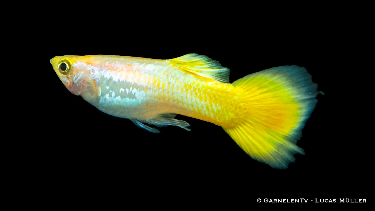 Poecilia reticulata German Yellow male displaying vibrant yellow
