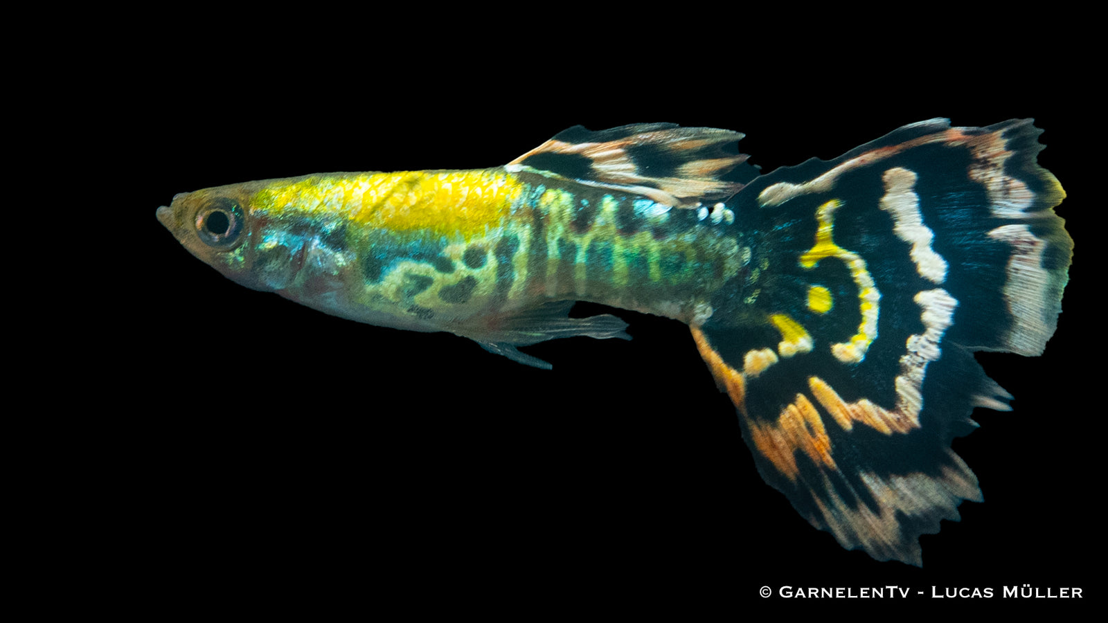 Männlicher Guppy "Dumbo Ear Leopard" mit auffälligen Flossen
